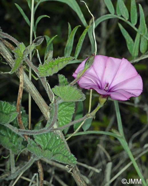 Convolvulus althaeoides