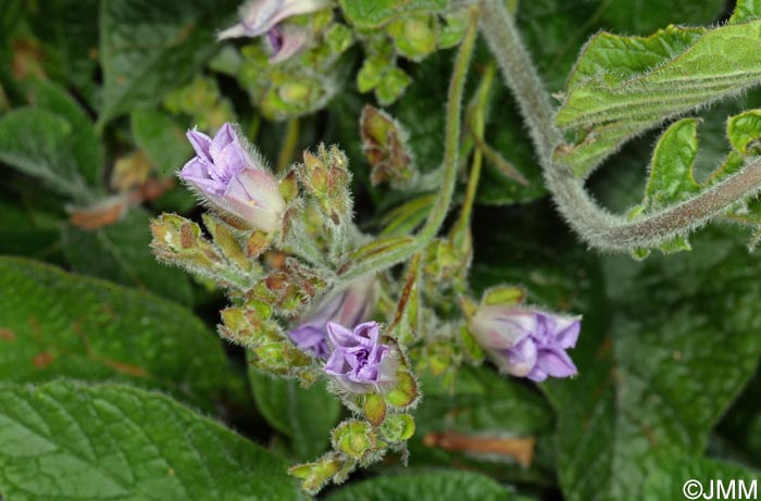 Convolvulus canariensis