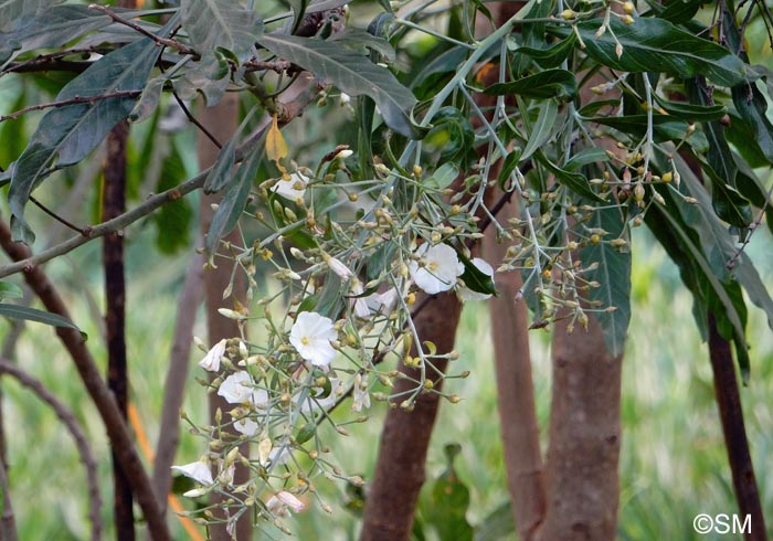 Convolvulus floridus