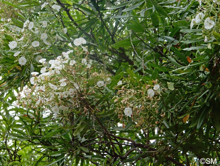 Convolvulus floridus