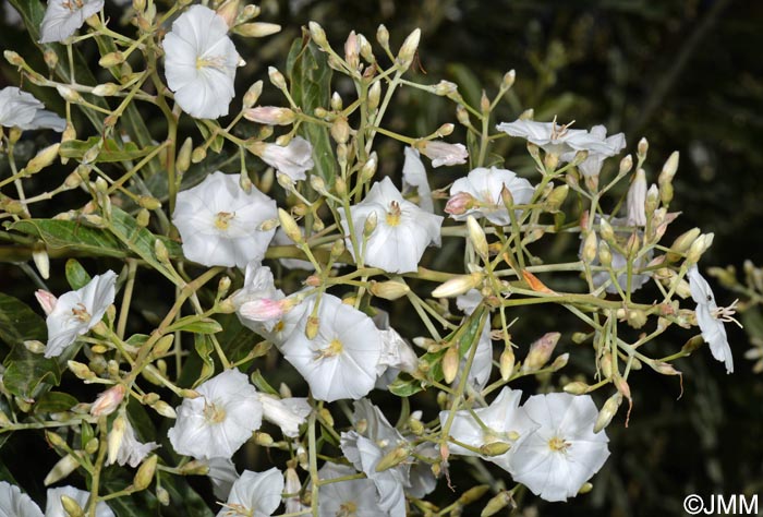 Convolvulus floridus