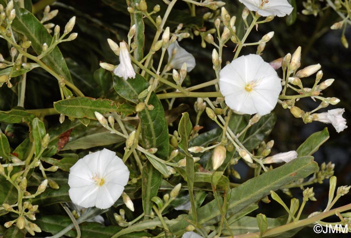 Convolvulus floridus