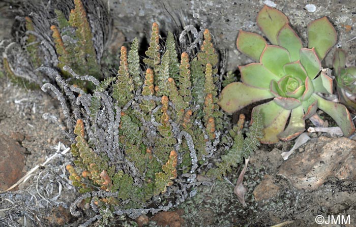 Cosentinia vellea subsp. bivalens et Aeonium sp.