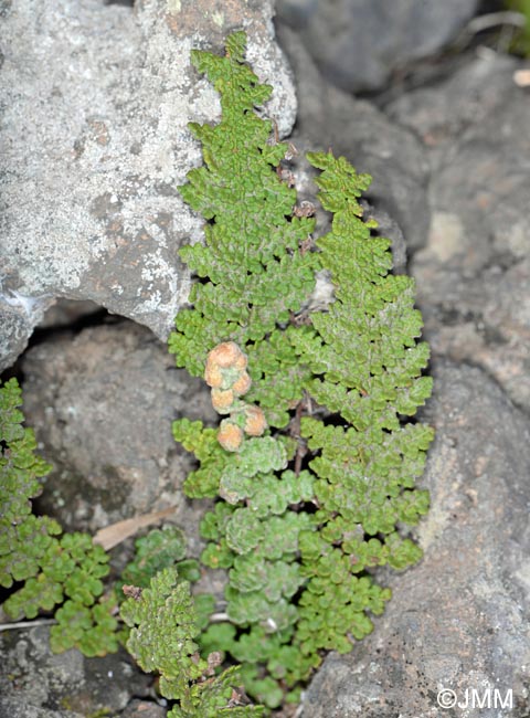 Cosentinia vellea subsp. bivalens