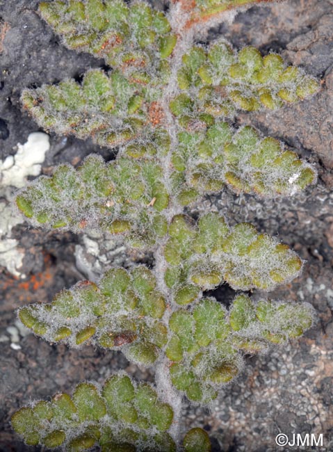 Cosentinia vellea subsp. bivalens