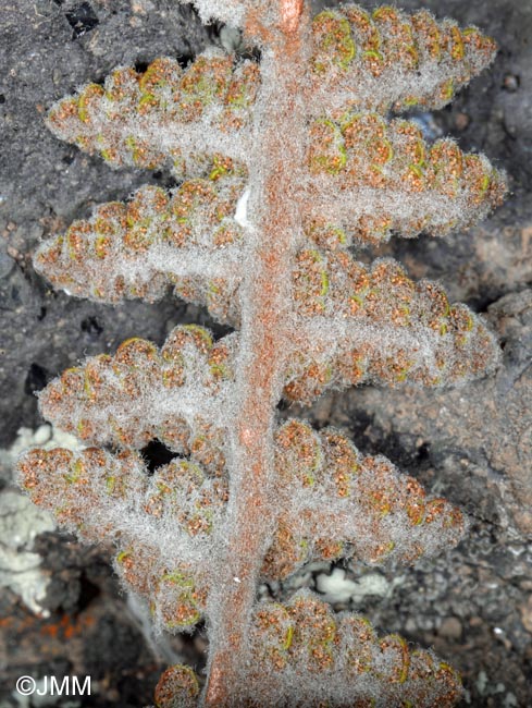 Cosentinia vellea subsp. bivalens