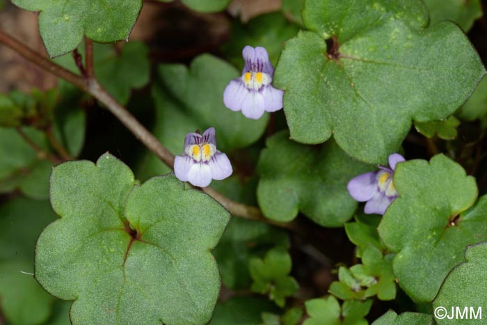 Cymbalaria muralis