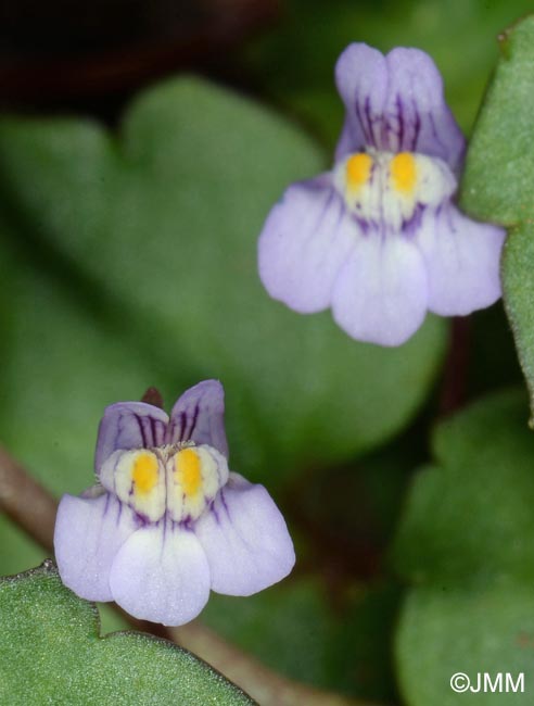 Cymbalaria muralis