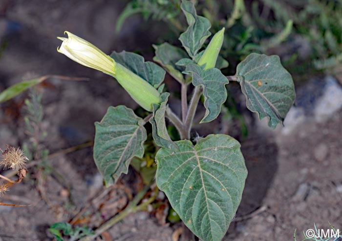 Datura wrightii = Datura innoxia