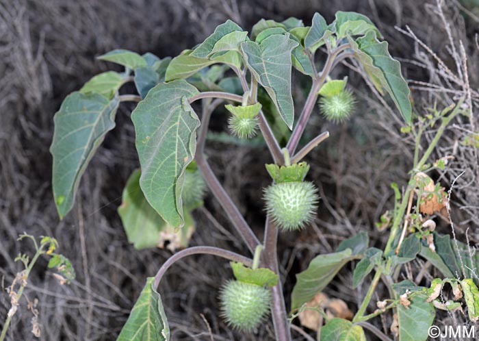 Datura wrightii = Datura innoxia