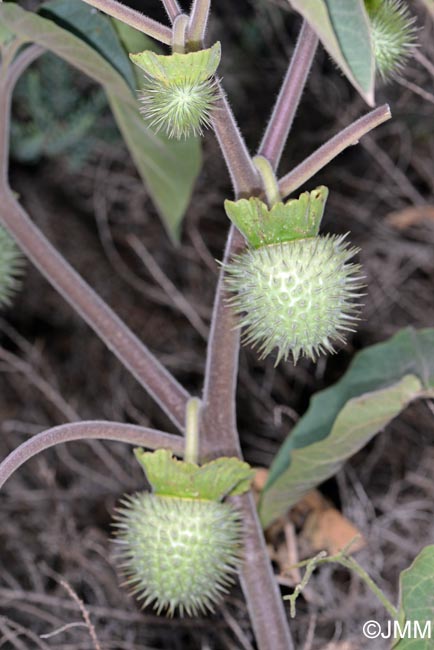 Datura wrightii = Datura innoxia