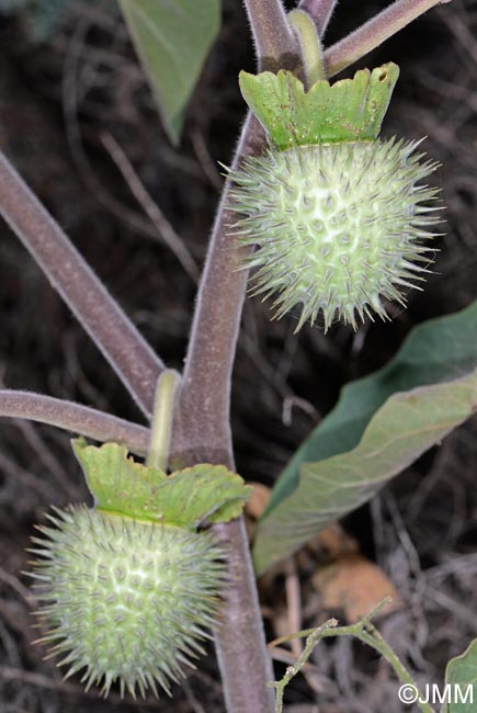 Datura wrightii = Datura innoxia