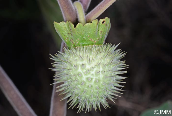 Datura wrightii = Datura innoxia