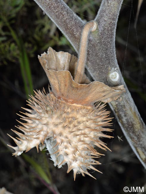 Datura wrightii = Datura innoxia