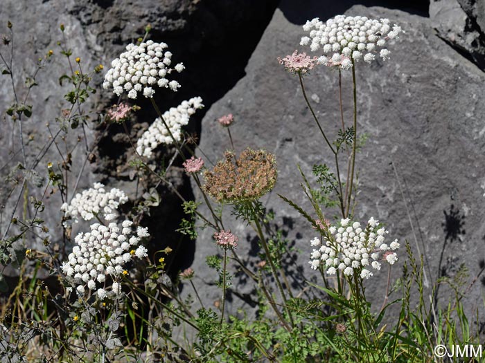 Daucus carota subsp. maximus