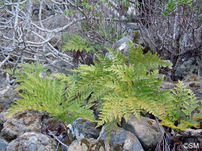 Davallia canariensis