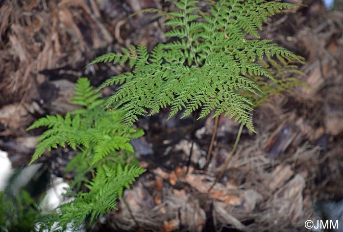 Davallia canariensis