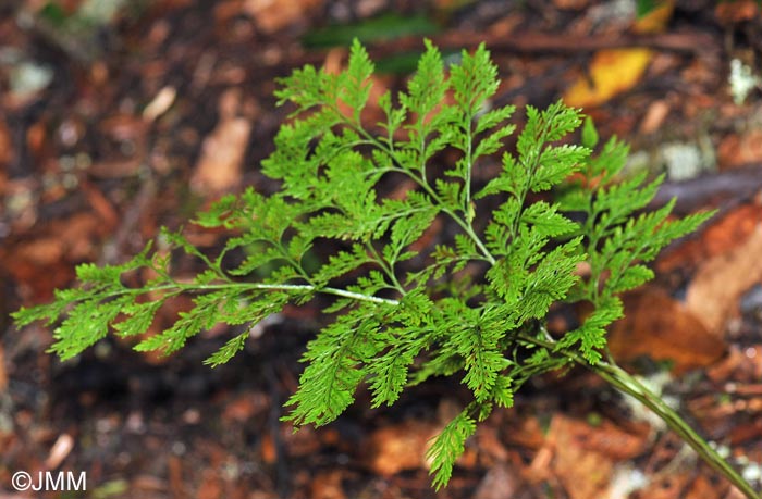 Davallia canariensis