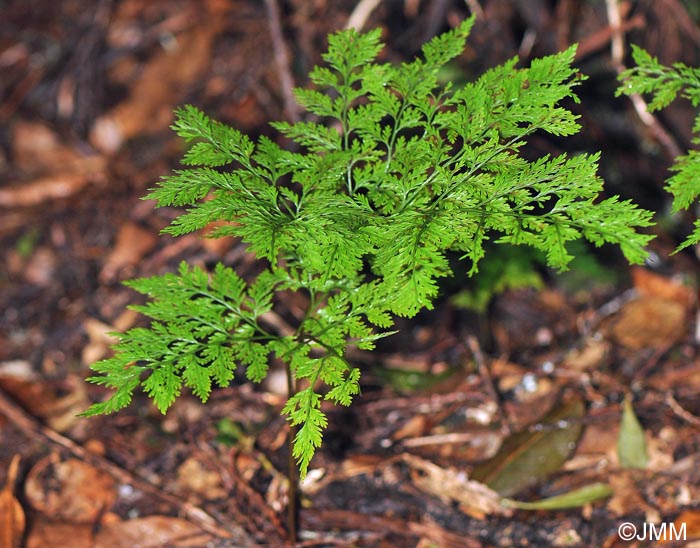 Davallia canariensis