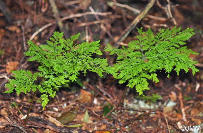 Davallia canariensis