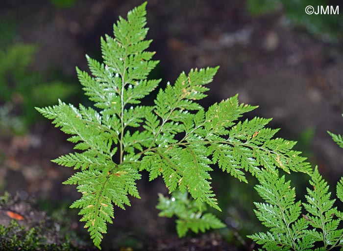 Davallia canariensis