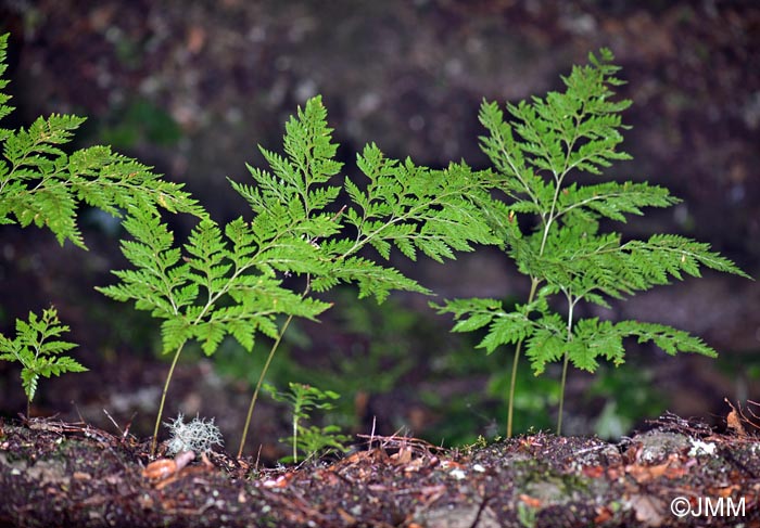 Davallia canariensis