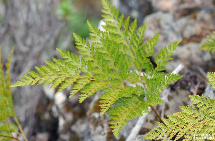 Davallia canariensis