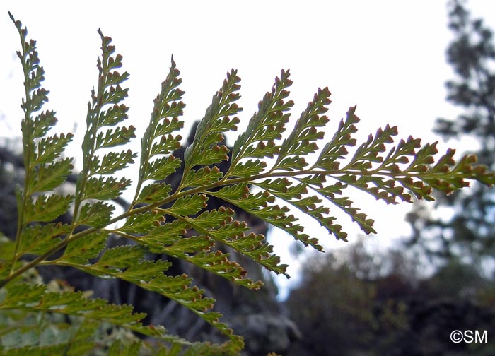 Davallia canariensis