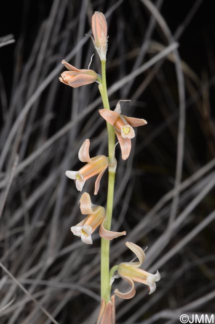 Dipcadi serotinum