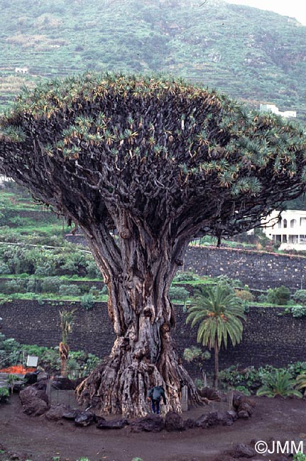 Dracaena draco