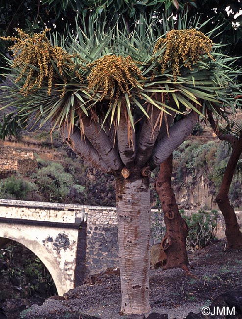 Dracaena draco