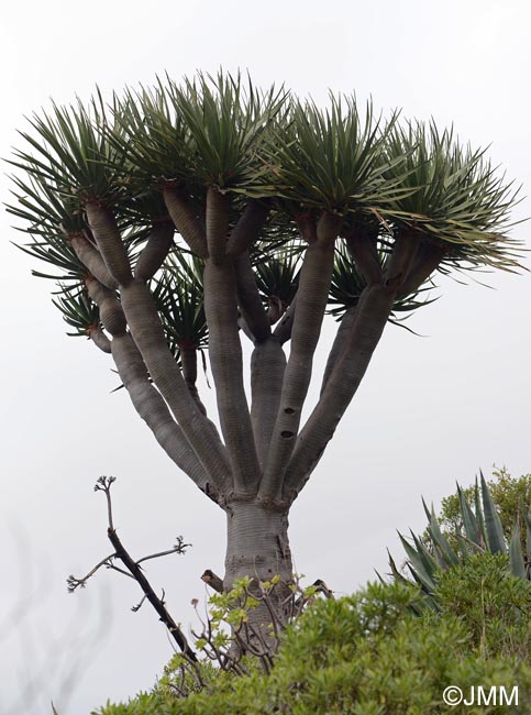 Dracaena draco