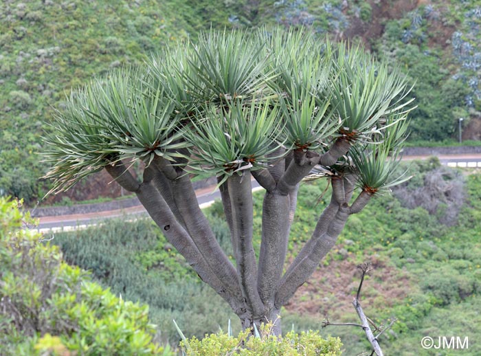 Dracaena draco