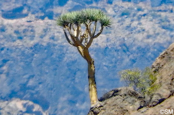 Dracaena tamaranae