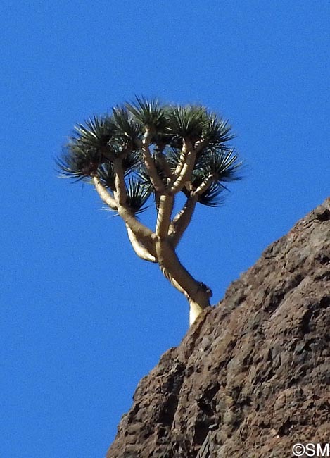 Dracaena tamaranae