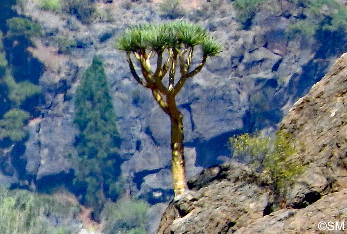 Dracaena tamaranae