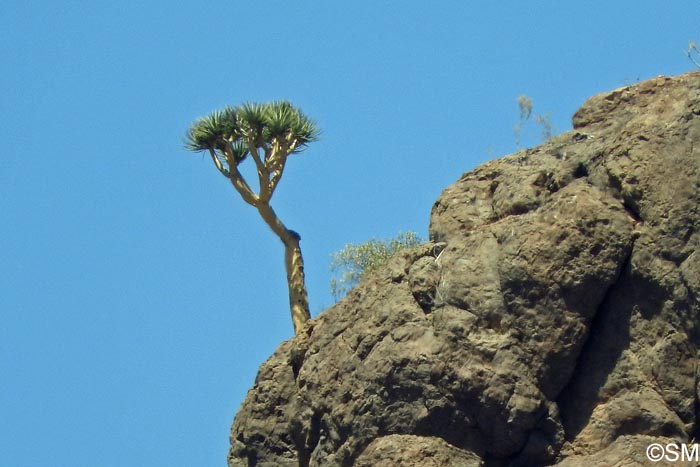 Dracaena tamaranae