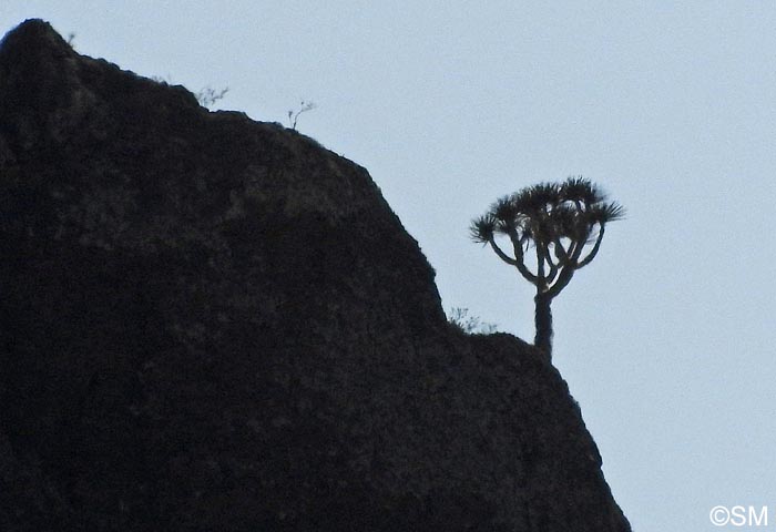 Dracaena tamaranae