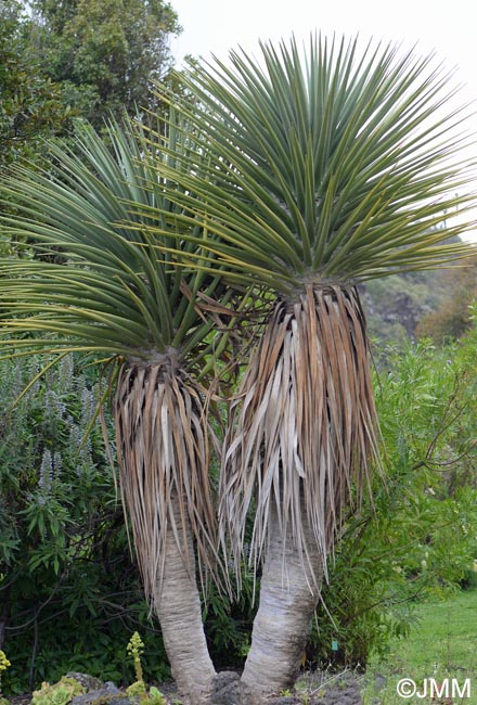 Dracaena tamaranae