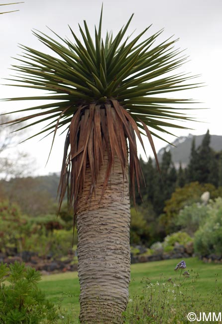 Dracaena tamaranae