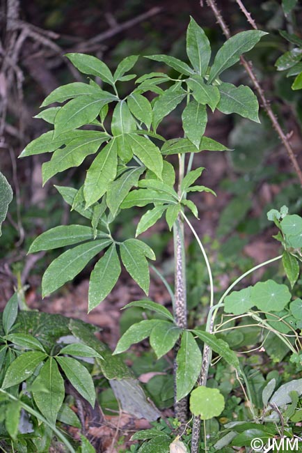 Dracunculus canariensis