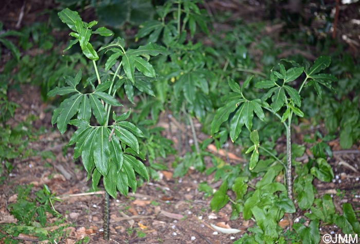 Dracunculus canariensis