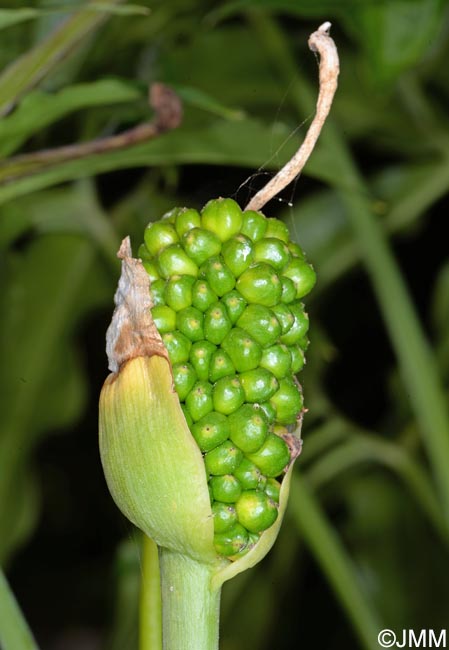 Dracunculus canariensis