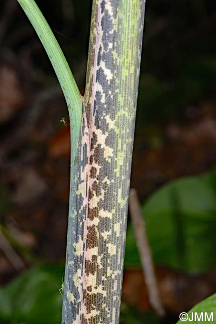 Dracunculus canariensis