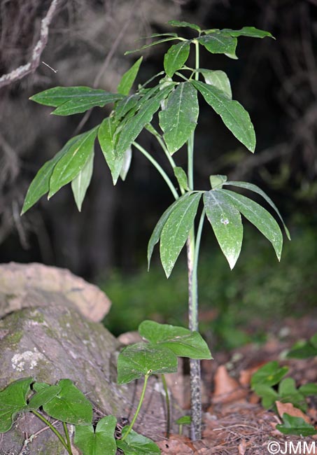 Dracunculus canariensis