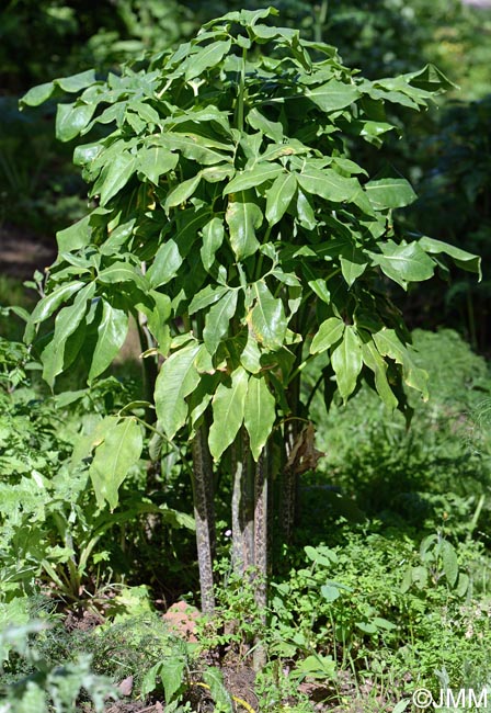 Dracunculus canariensis