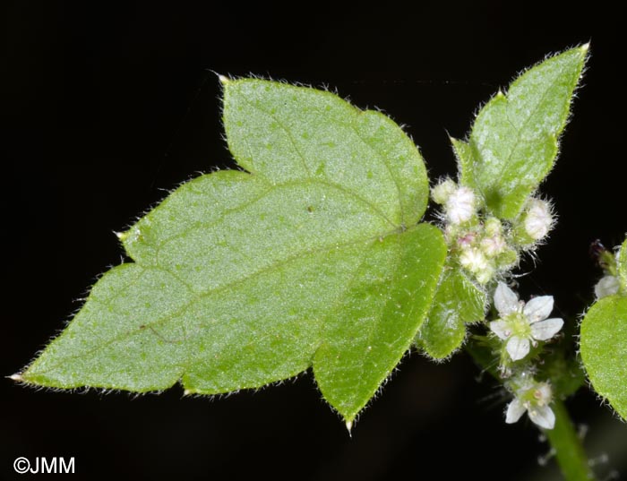 Drusa glandulosa