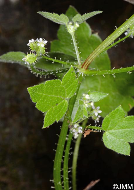 Drusa glandulosa