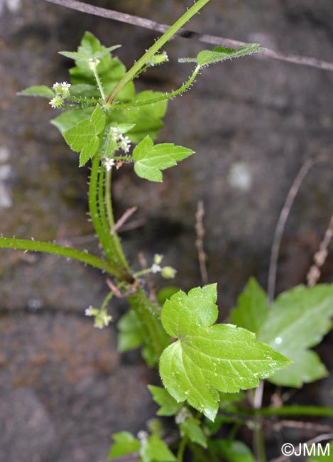 Drusa glandulosa