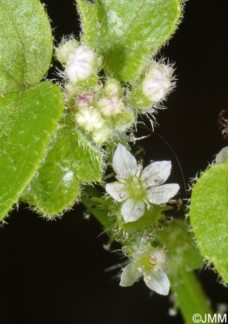 Drusa glandulosa